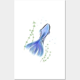 Betta Fish Blue Posters and Art